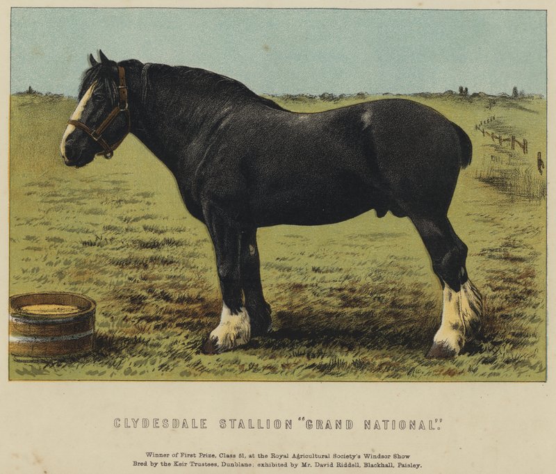 Clydesdale Stallion "Grand National" (لون ليثو) بواسطة مدرسة اللغة الإنجليزية