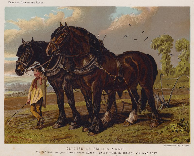 Clydesdale Stallion and Mare ، ملكية العقيد Loyd Lindsay ، VC ، MP بواسطة مدرسة اللغة الإنجليزية