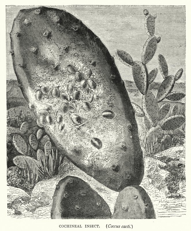 Cochineal Insect, Coccus cacti (engraving) بواسطة مدرسة اللغة الإنجليزية