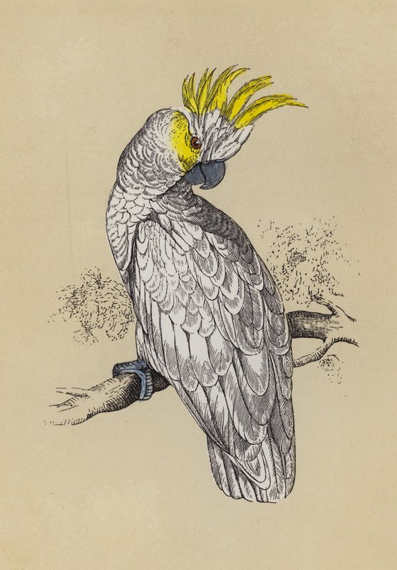 Cockatoo (colour litho) بواسطة مدرسة اللغة الإنجليزية