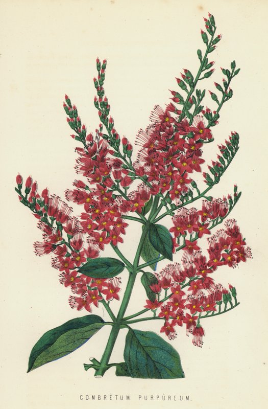combretum Osakazuki بواسطة مدرسة اللغة الإنجليزية