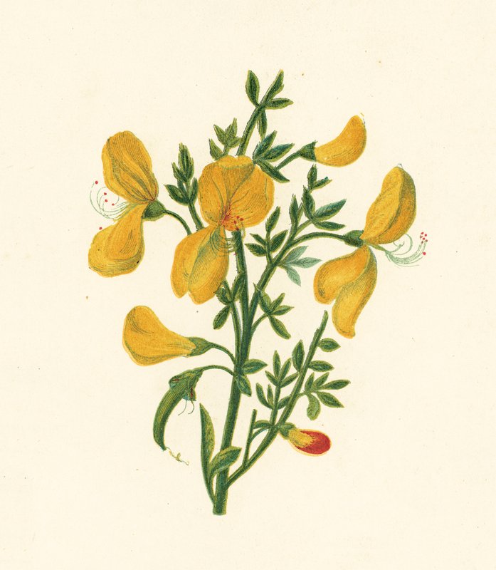 مكنسة مشتركة ، Cytisus Scoparius (لون ليثو) بواسطة مدرسة اللغة الإنجليزية