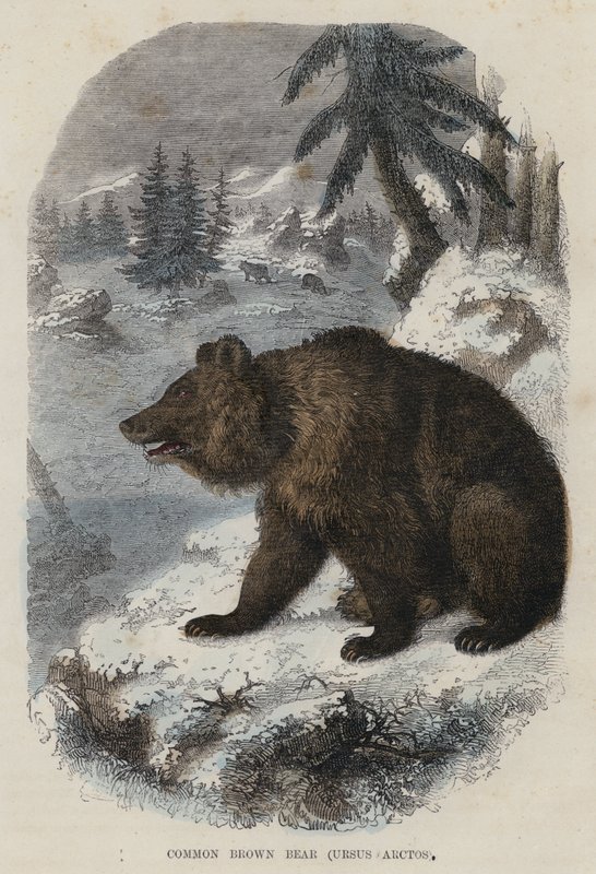 الدب البني الشائع ، Ursus Arctos (نقش ملون) بواسطة مدرسة اللغة الإنجليزية