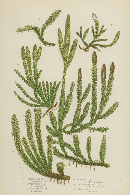 Common Club Moss ، Interrupt Club Moss ، Savin-Leaved Club Moss ، Marsh Club Moss ، Lesser Alpine (color litho) بواسطة مدرسة اللغة الإنجليزية