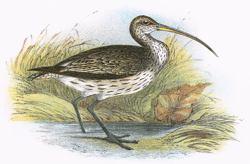 Curlew المشتركة بواسطة مدرسة اللغة الإنجليزية