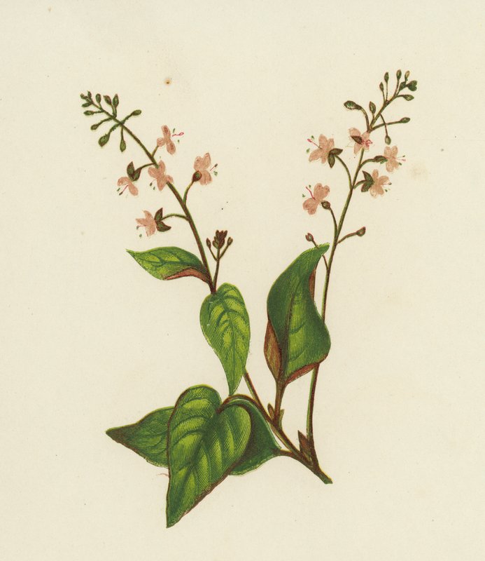 Nightshade من Enchanter العام ، Circaea Lutetiana (لون ليثو) بواسطة مدرسة اللغة الإنجليزية