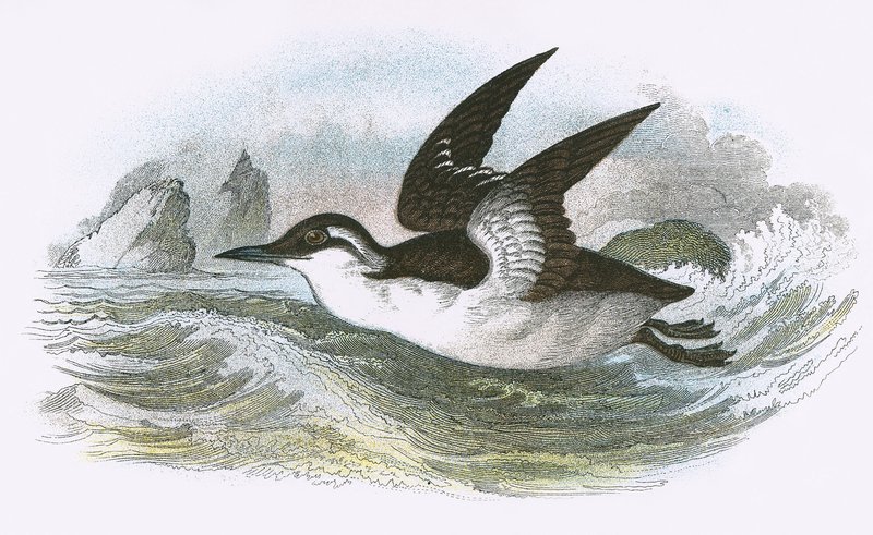 Guillemot المشتركة بواسطة مدرسة اللغة الإنجليزية