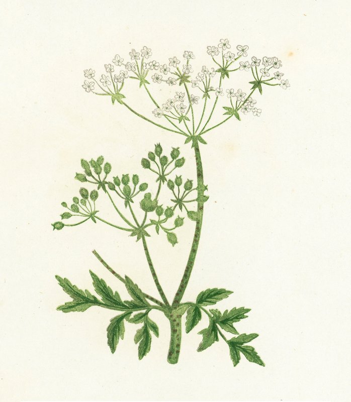 Hemlock المشتركة ، Conium Maculatum بواسطة مدرسة اللغة الإنجليزية