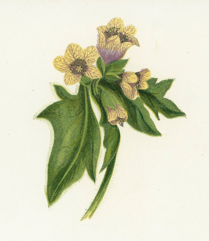 Henbane المشتركة ، Hyoscyamus النيجر بواسطة مدرسة اللغة الإنجليزية