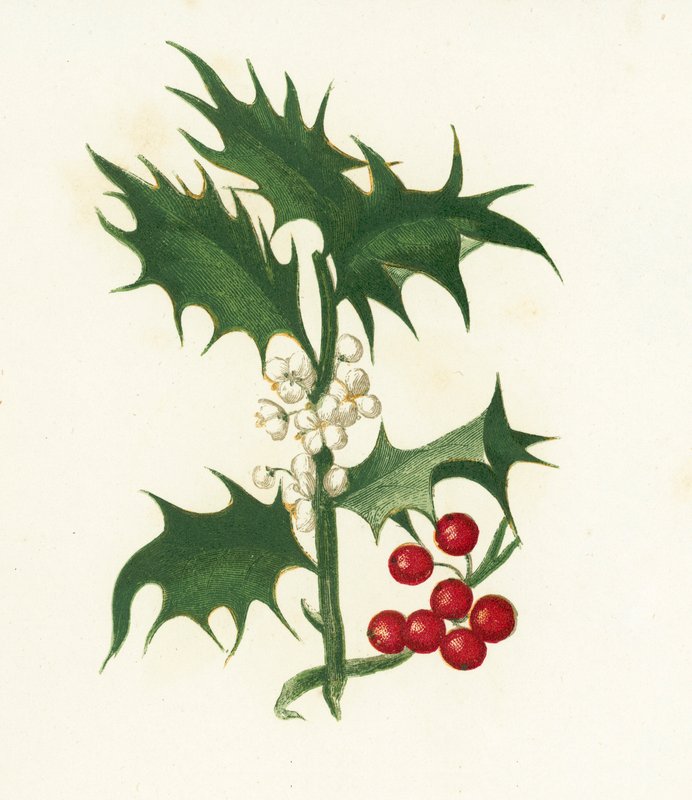 هولي المشتركة ، Ilex Aquifolium بواسطة مدرسة اللغة الإنجليزية
