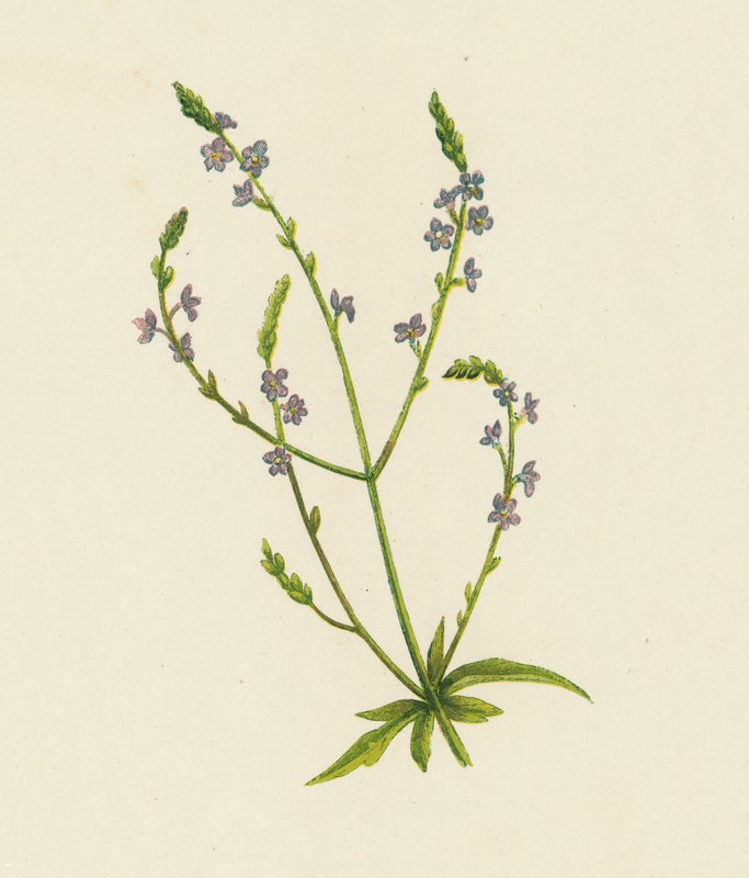 نبات عشبي مشترك ، لويزة Officinalis (لون ليثو) بواسطة مدرسة اللغة الإنجليزية