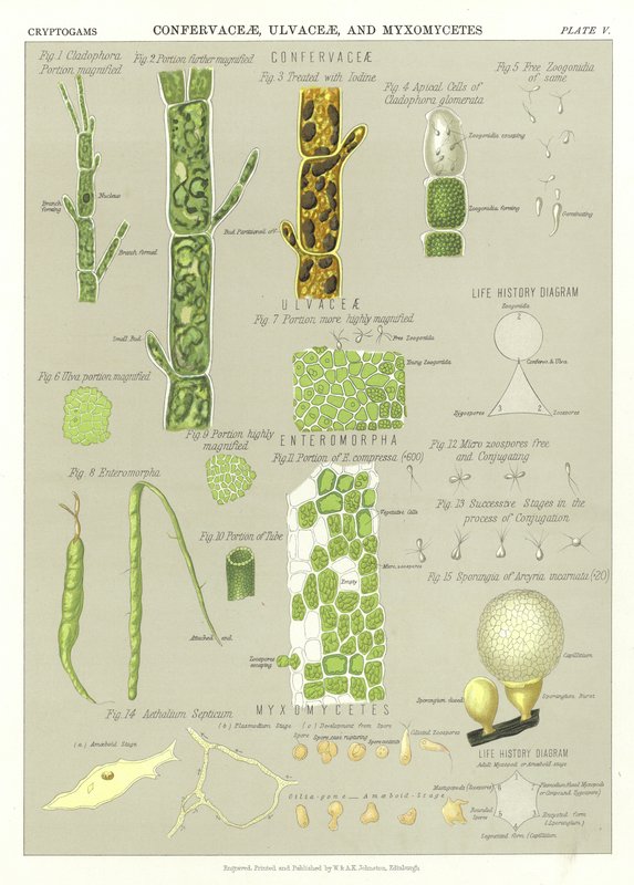 Confervaceae و Ulvaceae و Myxomycetes بواسطة مدرسة اللغة الإنجليزية