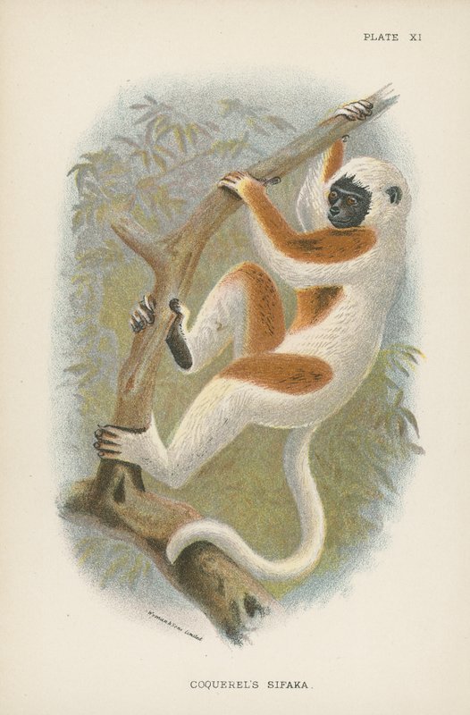 Coquerels Sifaka بواسطة مدرسة اللغة الإنجليزية