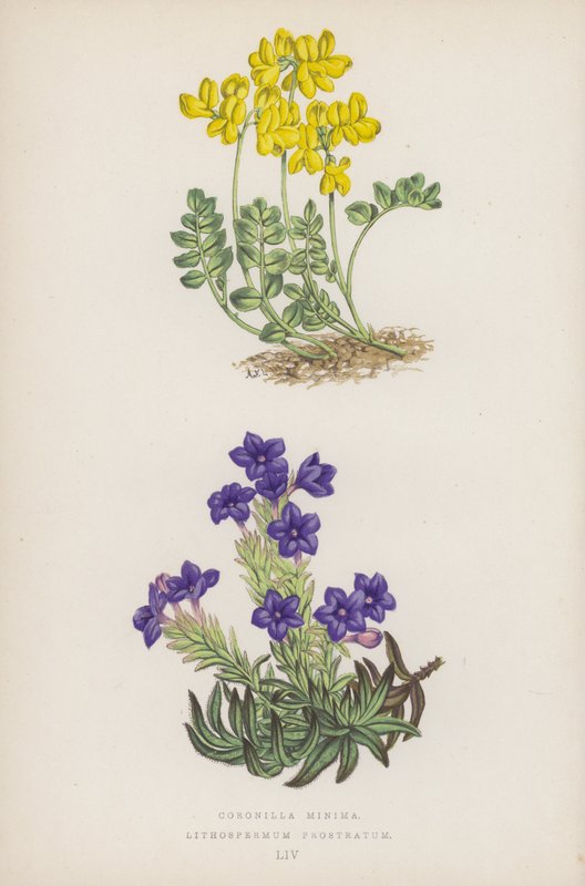تيجان صغيرة Lithospermum Prostratum (لون الليثو) بواسطة مدرسة اللغة الإنجليزية