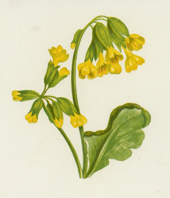 Cowslip ، Primula Veris (لون ليثو) بواسطة مدرسة اللغة الإنجليزية