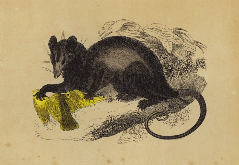 Crab-Eating Opossum (colour litho) بواسطة مدرسة اللغة الإنجليزية