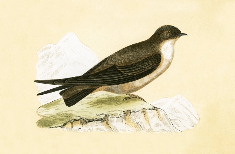 Crag Swallow ، رسم توضيحي من "تاريخ طيور أوروبا غير المرصودة في الجزر البريطانية" بقلم تشارلز روبرت بري (1811-1886) ، نشر عام 1867 بواسطة مدرسة اللغة الإنجليزية
