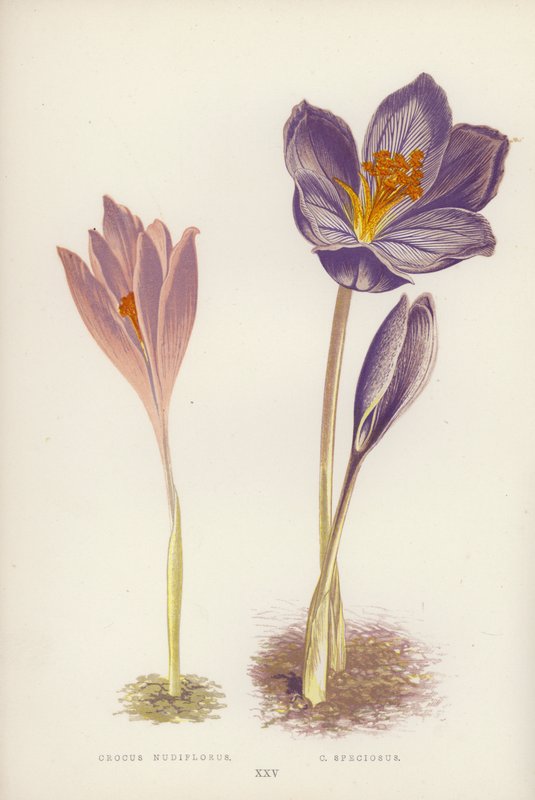 الزعفران Nudiflorus C سبيسيوسوس (لون ليثو) بواسطة مدرسة اللغة الإنجليزية