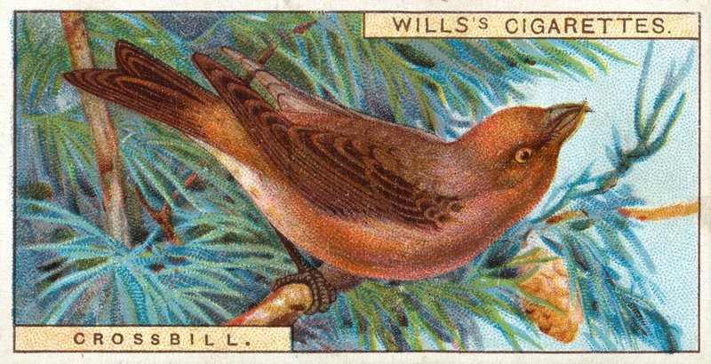 Crossbill بواسطة مدرسة اللغة الإنجليزية