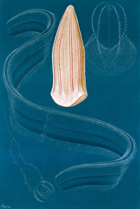 Ctenophores بواسطة مدرسة اللغة الإنجليزية