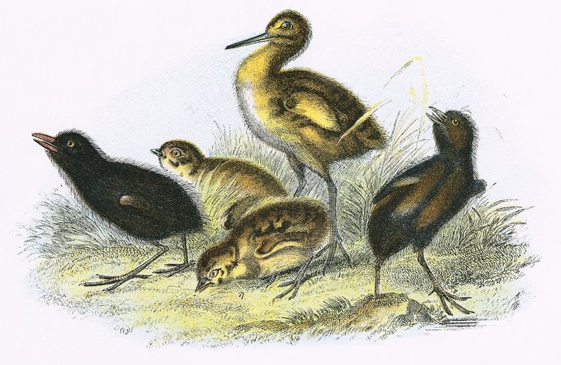 Curlew و Land Rail و Partridge و Moor Hen (باتجاه عقارب الساعة) بواسطة مدرسة اللغة الإنجليزية