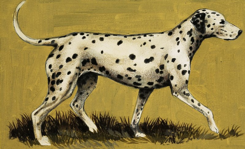 كلب Dalmation بواسطة مدرسة اللغة الإنجليزية