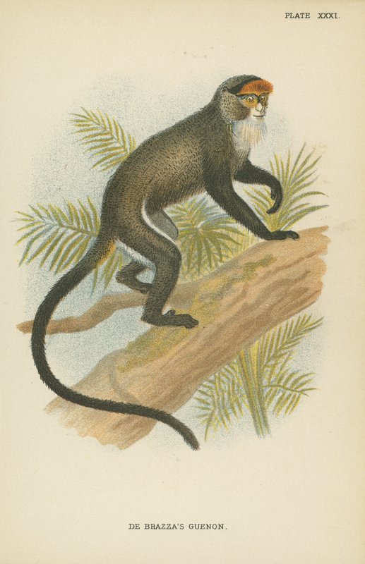 De Brazzas Guenon بواسطة مدرسة اللغة الإنجليزية