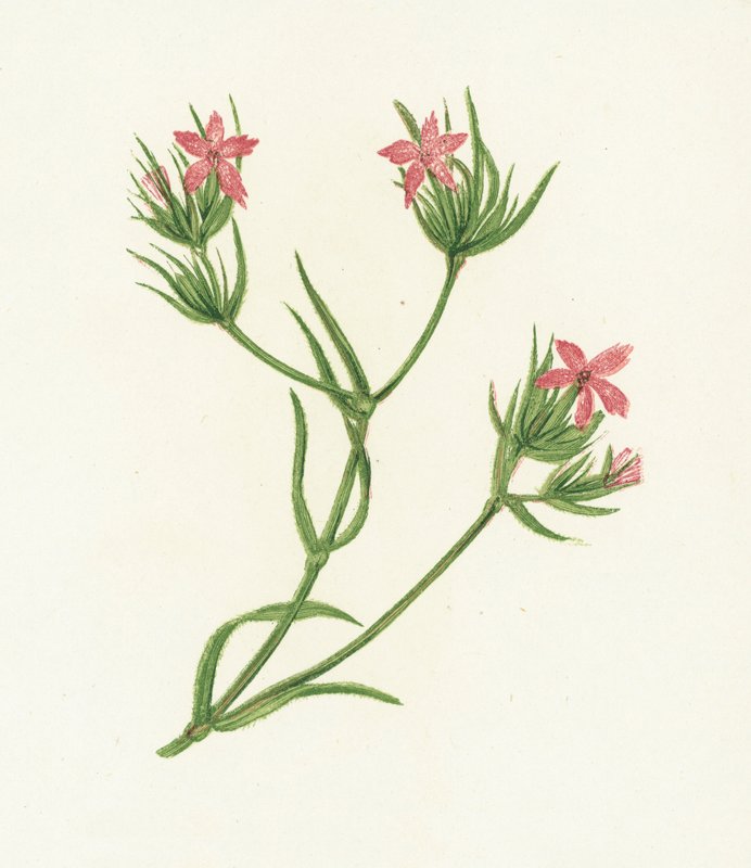 Deptford Pink ، Dianthus Armeria بواسطة مدرسة اللغة الإنجليزية