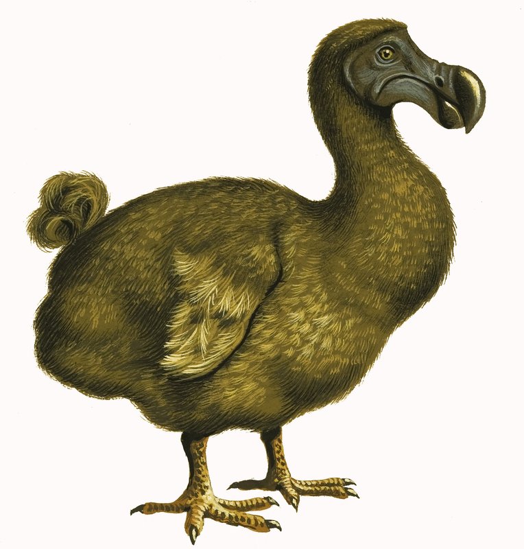 دودو بواسطة مدرسة اللغة الإنجليزية