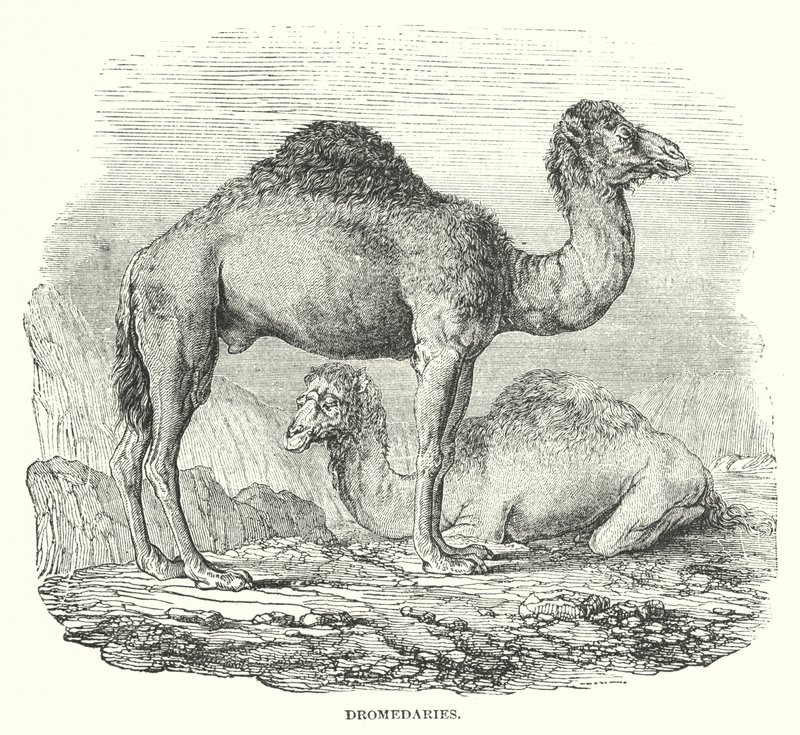الجمل (النقش) بواسطة مدرسة اللغة الإنجليزية