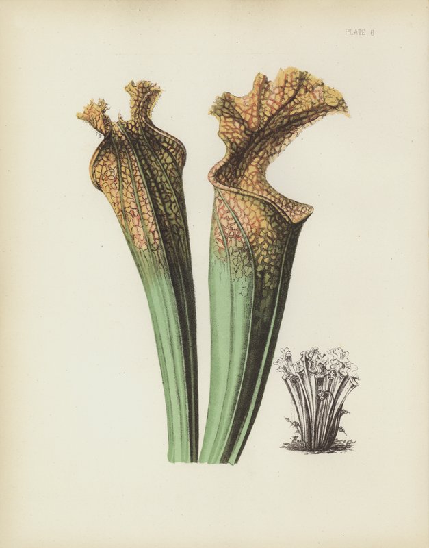 Drummonds Side-Saddle Flower ، Sarracenia Drummondii بواسطة مدرسة اللغة الإنجليزية