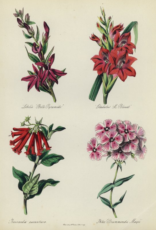 حديقة الزهور الإنجليزية: Lobelia "Belle Pyramide"، Gladiolus "M Blouet"، Bouvardia aurantiaca، Phlox Drummondii Mayii بواسطة مدرسة اللغة الإنجليزية