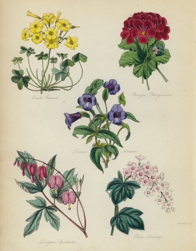 حديقة الزهور الإنجليزية: انظر Oxalis هو بيلارجونيوم فريد ، Torenia asiatica ، Dielytra Alocasia ، Ribes Albidum بواسطة مدرسة اللغة الإنجليزية