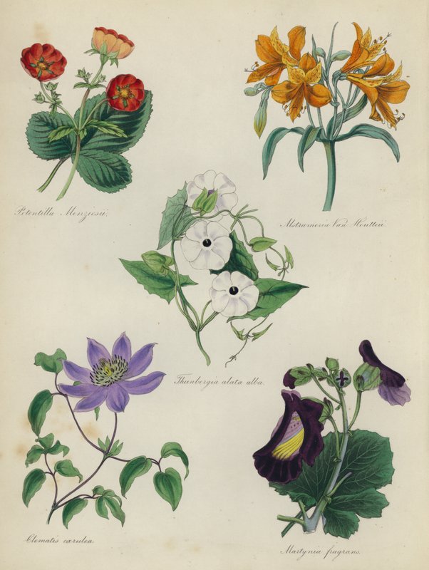 حديقة الزهور الإنجليزية: Potentilla Menziesii ، Alstraemeria Van Houtteii ، Thunbergia alata alba ، Clematis caerulea ، Martynia fragrans بواسطة مدرسة اللغة الإنجليزية
