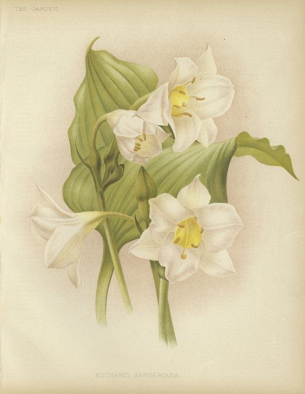 Eucharis sanderiana بواسطة مدرسة اللغة الإنجليزية