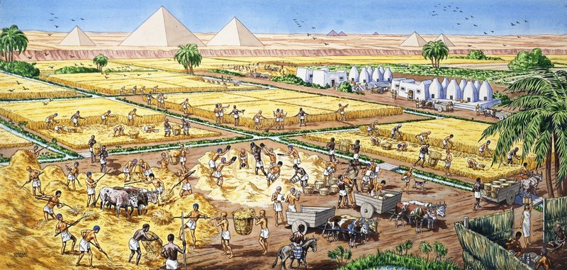 الزراعة في مصر بواسطة مدرسة اللغة الإنجليزية
