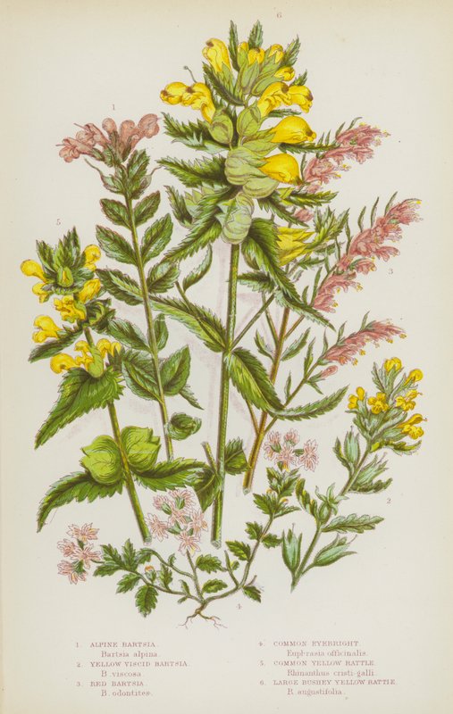 Flowering Plants of Great Britain: Alpine Bartsia, Yellow Viscid Bartsia, Red Bartsia, Common Eyebright, Common Yellow Rattle, Large Bushey Yellow Rattle (colour litho) بواسطة مدرسة اللغة الإنجليزية