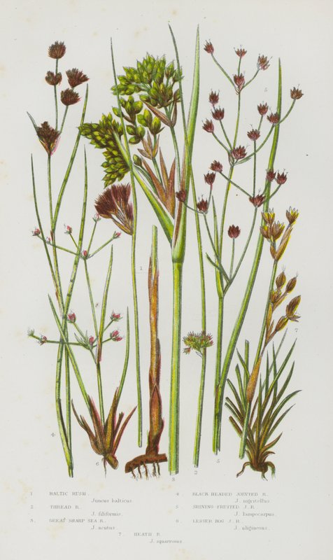Flowering Plants of Great Britain: Baltic Rush, Thread Rush, Great Sharp Sea Rush, Black headed Jointed Rush, Shining Fruited Jointed Rush, Lesser Bog Jointed Rush, Heath Rush (colour litho) بواسطة مدرسة اللغة الإنجليزية
