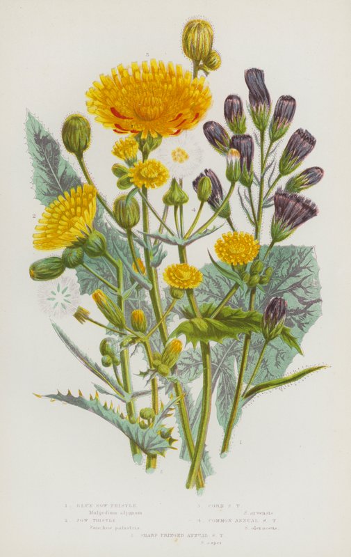 Flowering Plants of Great Britain: Blue Sow-Thistle, Sow Thistle, Corn Sow Thistle, Common Annual Sow Thistle, Sharp Fringed Annual Sow Thistle (colour litho) بواسطة مدرسة اللغة الإنجليزية