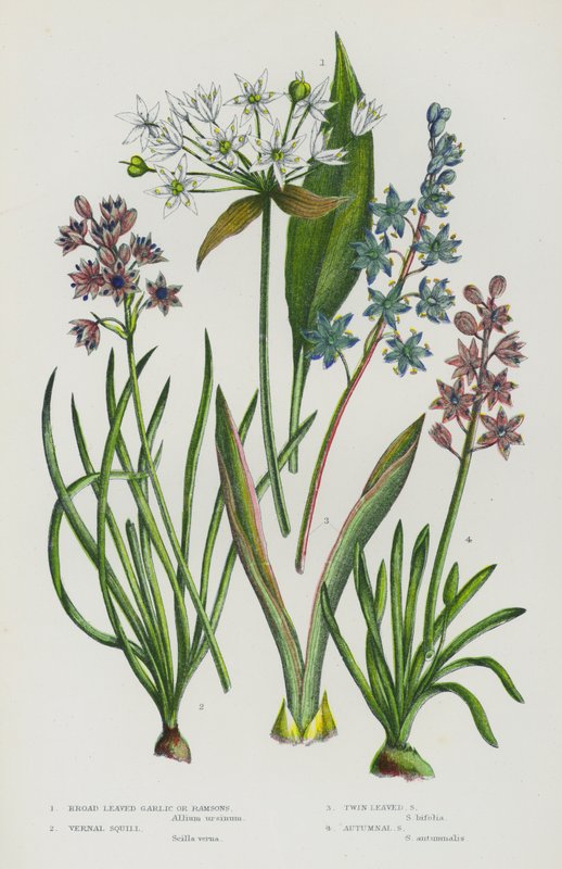 Flowering Plants of Great Britain: Broad Leaved Garlic or Ramsons, Vernal Squill, Twin Leaved Squill, Autumnal Squill (colour litho) بواسطة مدرسة اللغة الإنجليزية