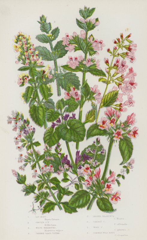 Flowering Plants of Great Britain: Cat Mint, Ground Ivy, White Horehound, Common Basil Thyme, Lesser Calaminth, Common Calaminth, Wood Calaminth, Common Wild Basil (colour litho) بواسطة مدرسة اللغة الإنجليزية