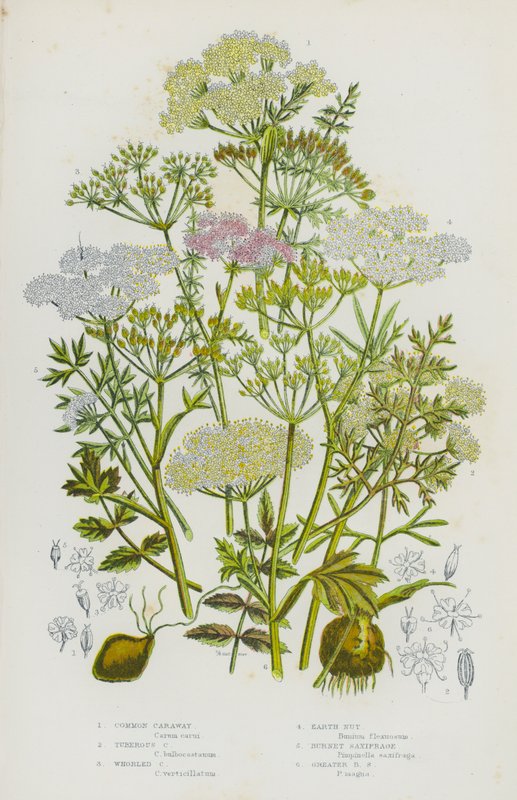Flowering Plants of Great Britain: Common Caraway, Tuberous Caraway, Whorled Caraway, Earth Nut, Burnet Saxifrage, Greater Burnet Saxifrage (colour litho) بواسطة مدرسة اللغة الإنجليزية