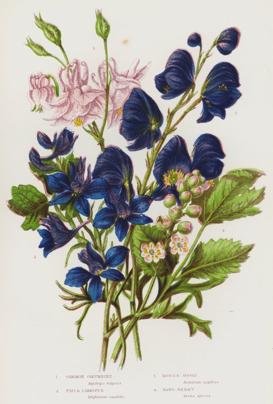 Flowering Plants of Great Britain: Common Columbine, Field Larkspur, Monk