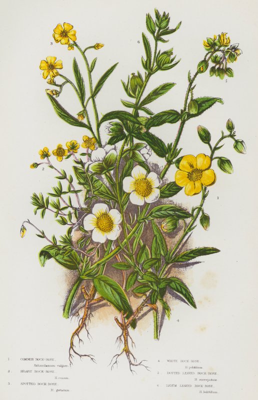 Flowering Plants of Great Britain: Common Rock-Rose, Hoary Rock-Rose, Spotted Rock-Rose, White Rock-Rose, Dotted Leaved Rock-Rose, Ledum Leaved Rock-Rose (colour litho) بواسطة مدرسة اللغة الإنجليزية