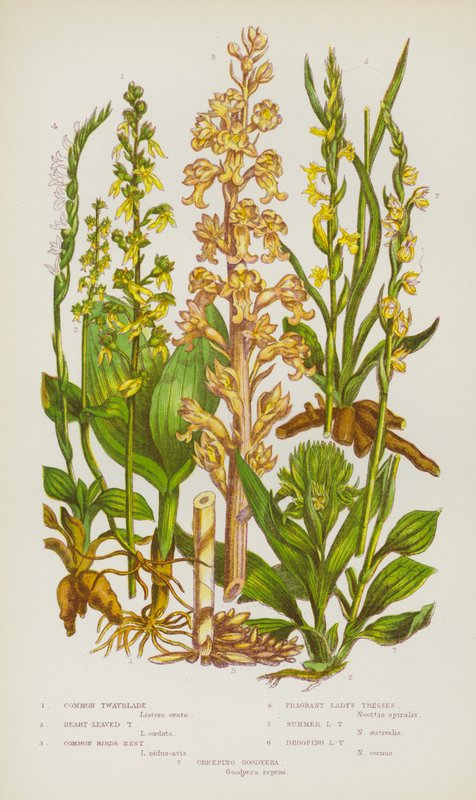 Flowering Plants of Great Britain: Common Twayblade, Heart-Leaved Twayblade, Common Birds-Nest, Fragrant Lady