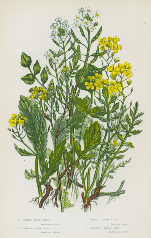 Flowering Plants of Great Britain: Common Water Cress, Creeping Yellow Cress, Annual Yellow Cress, Amphibious Yellow Cress (colour litho) بواسطة مدرسة اللغة الإنجليزية