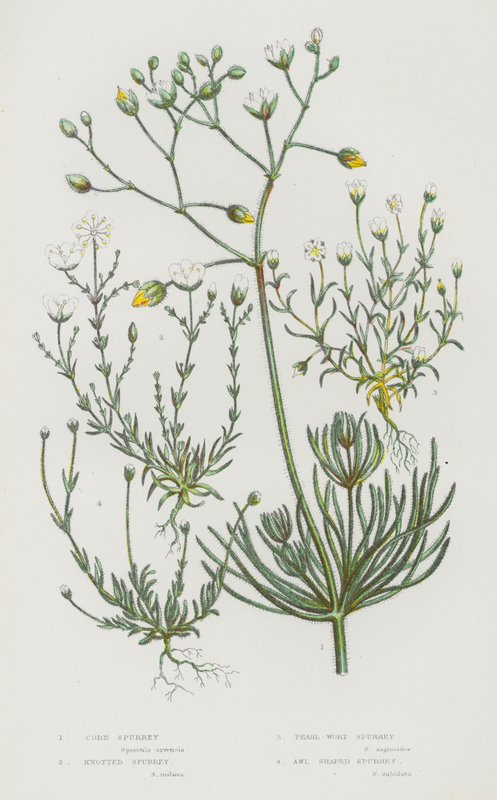 Flowering Plants of Great Britain: Corn Spurrey, Knotted Spurrey, Pearl-Wort Spurrey, Awl Shaped Spurrey (colour litho) بواسطة مدرسة اللغة الإنجليزية