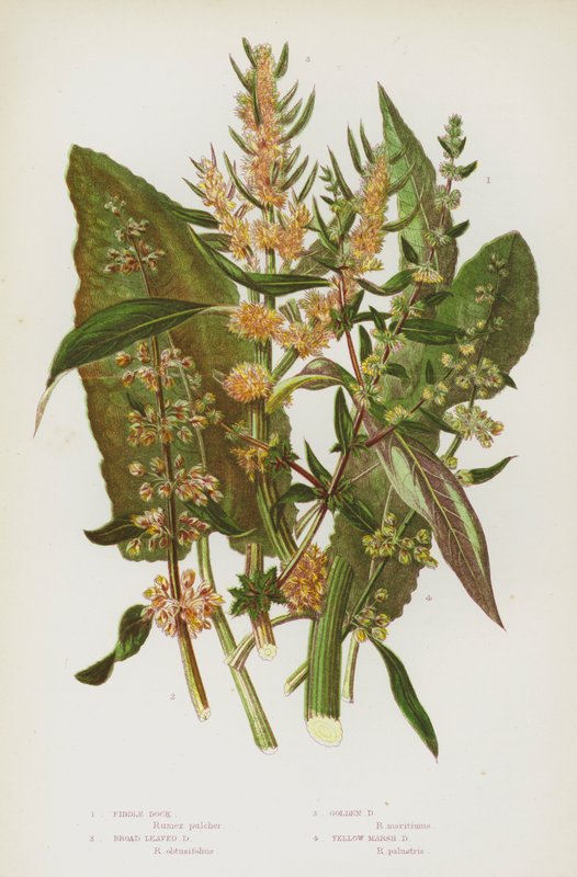 النباتات المزهرة في بريطانيا العظمى: Fiddle Dock ، Broad Leaved Dock ، Golden Dock ، Yellow Marsh Dock (color litho) بواسطة مدرسة اللغة الإنجليزية