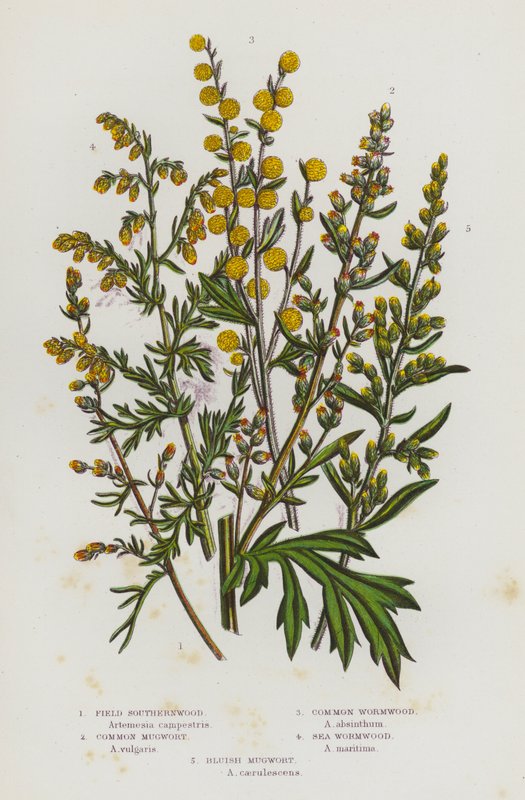 النباتات المزهرة في بريطانيا العظمى: حقل Southernwood ، و Mugwort المشترك ، و Wormwood ، و Sea Wormwood ، و Bluish Mugwort (color litho) بواسطة مدرسة اللغة الإنجليزية