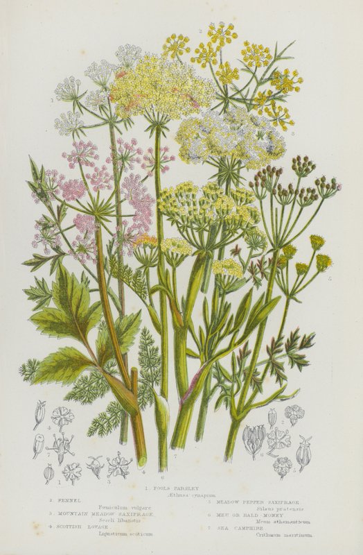 Flowering Plants of Great Britain: Fools Parsley, Fennel, Mountain Meadow Saxifrage, Scottish Lovage, Meadow Pepper Saxifrage, Meu or Bald-Money, Sea Camphire (colour litho) بواسطة مدرسة اللغة الإنجليزية